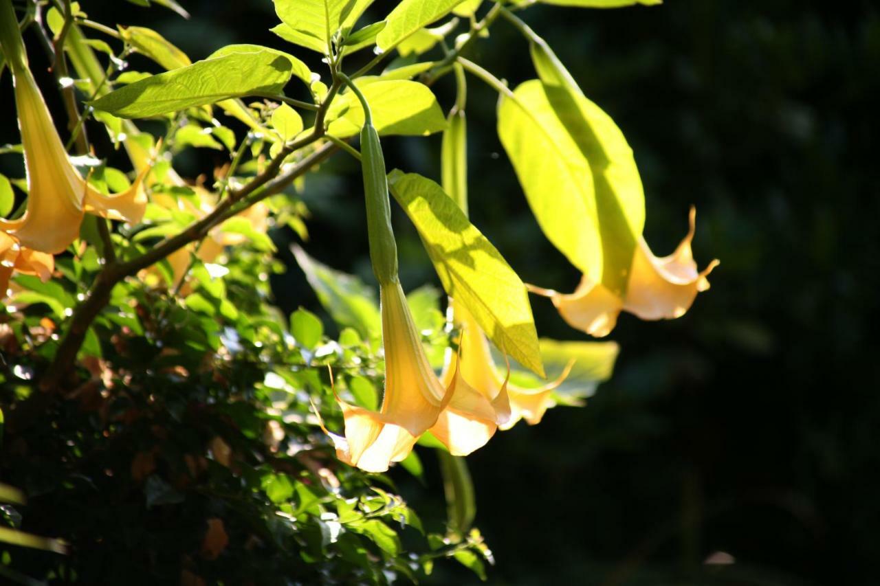 Chambres "Au Jardin" Biscarrosse Exteriér fotografie
